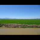 In der breiten Ebene zwischen den Bergen wird Reis angebaut